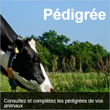 icn-pedigree.png